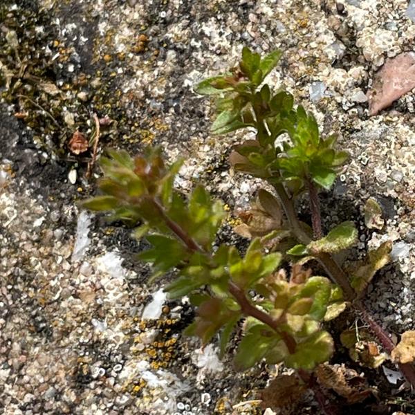 Veldereprijs (Veronica arvensis)
